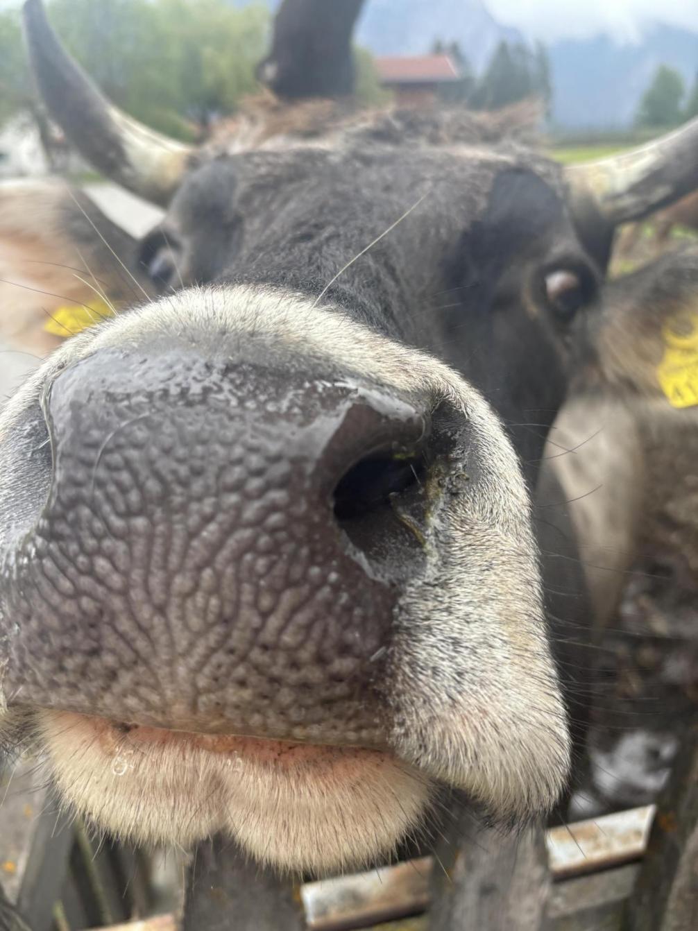 Streicheleinheiten waren gewünscht